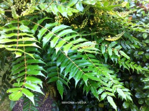 Mahonia x media - foliage